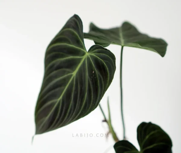Philodendron Glorious for sale