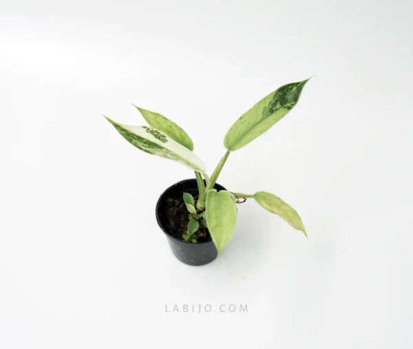 Philodendron Jose Buono