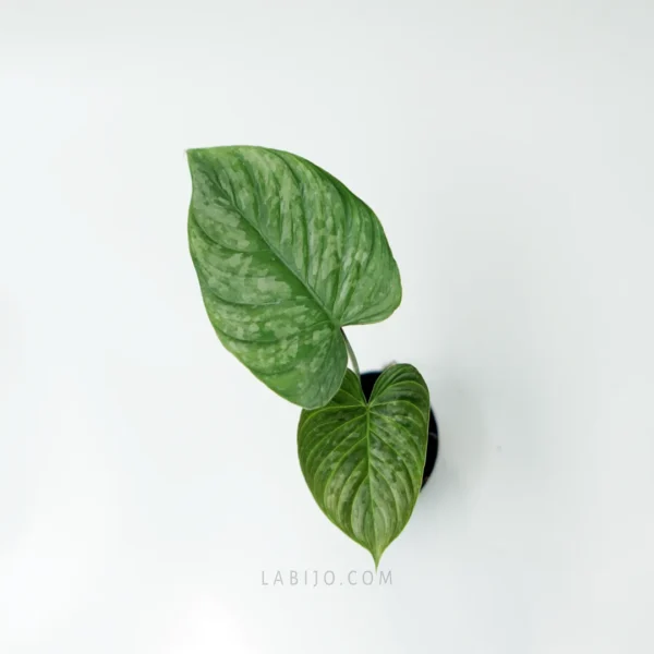 Philodendron Majestic with two leaves