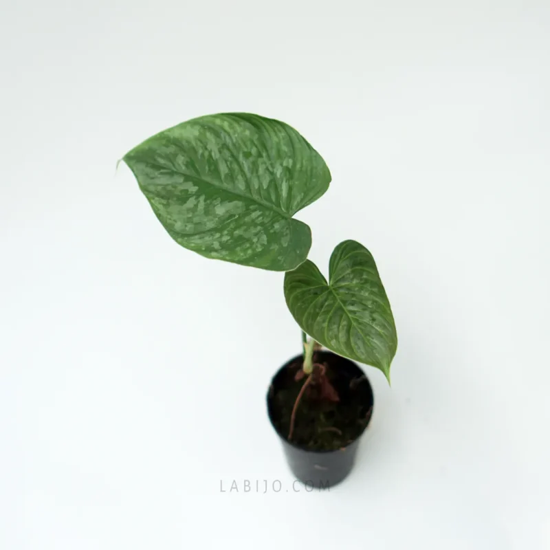 Philodendron Majestic for sale