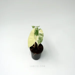 Philodendron Burle Marx Variegated