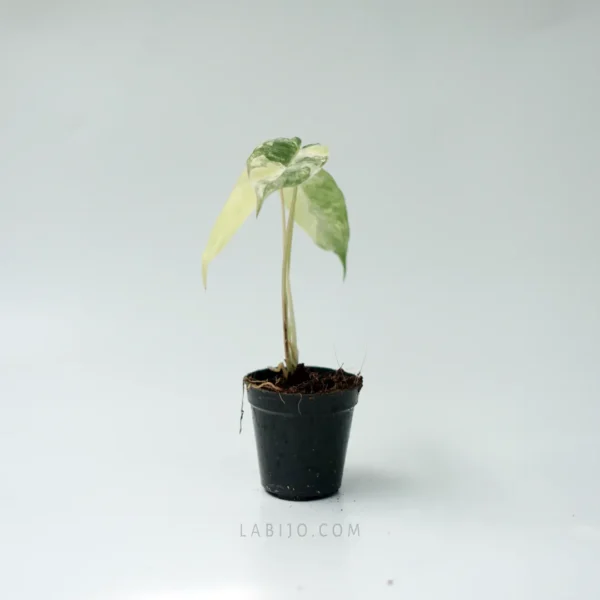 Philodendron Burle Marx Variegated - Image 3