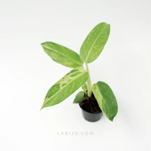Rare Philodendron Jose Buono