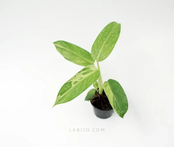Philodendron Jose Buono - Image 2