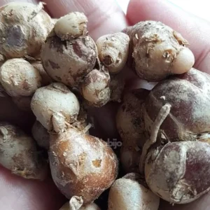 Aromatic ginger kaempferia galanga