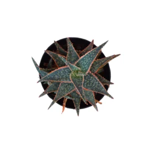 Aloe Donnie