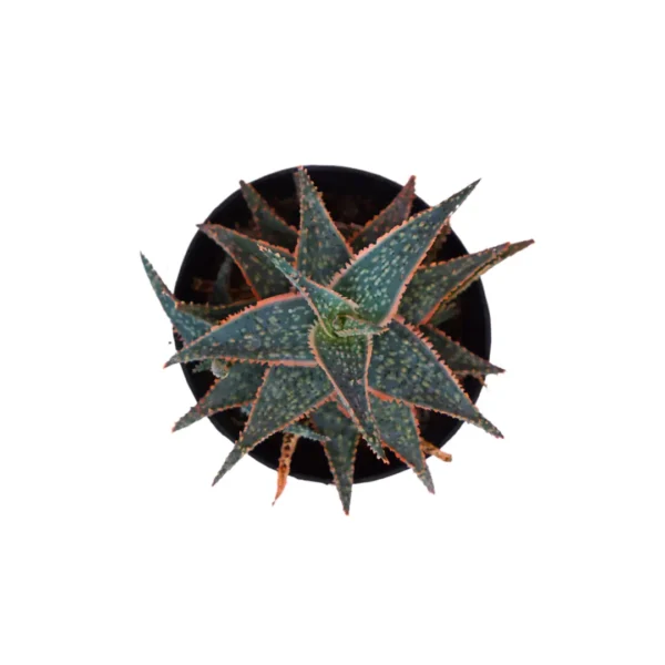 Aloe Donnie