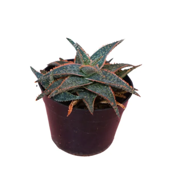 Aloe Donnie Sale