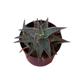 Aloe Donnie