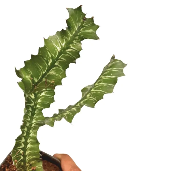 Euphorbia Bougheyi Sunrise