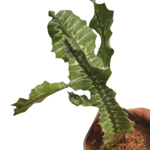 Euphorbia Bougheyi Sunrise Varigeated