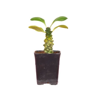 Euphorbia Monadenium Ritchiei Variegata
