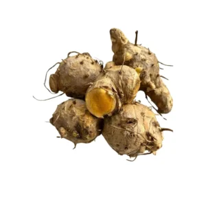 Fresh Javanese Turmeric Root