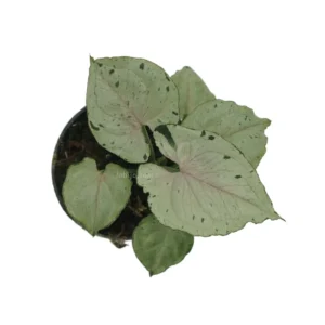 Green Splash Syngonium