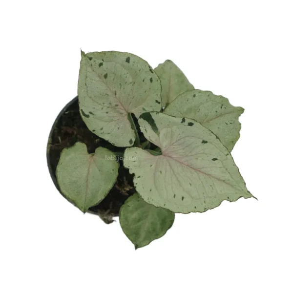 Syngonium Green Splash - Image 2