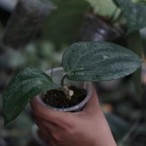 Hoya Macrophylla