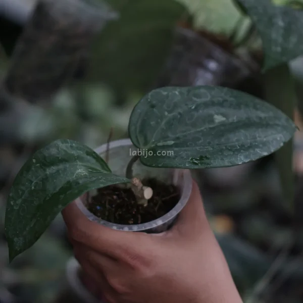 Hoya Macrophylla