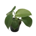 Philodendron Rugosum