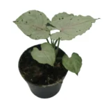 Syngonium Green Splash