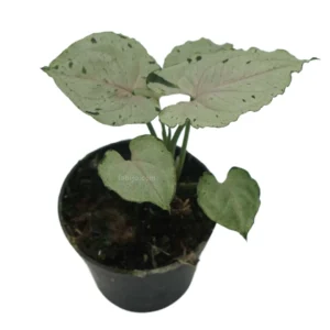 Syngonium Green Splash