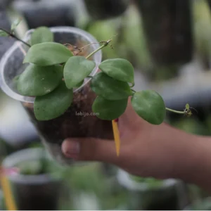 hoya incurvula