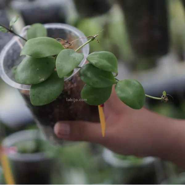 hoya incurvula