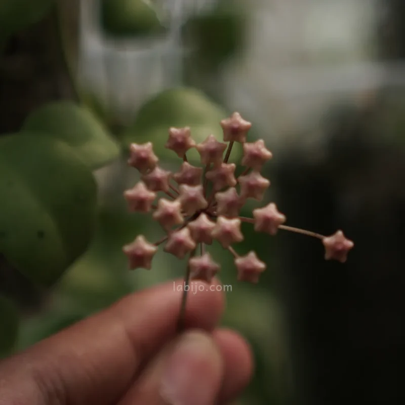 hoya incurvula flower