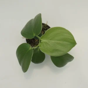 P Rugosum
