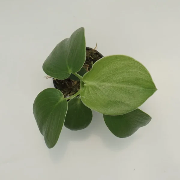 Philodendron Rugosum - Image 2