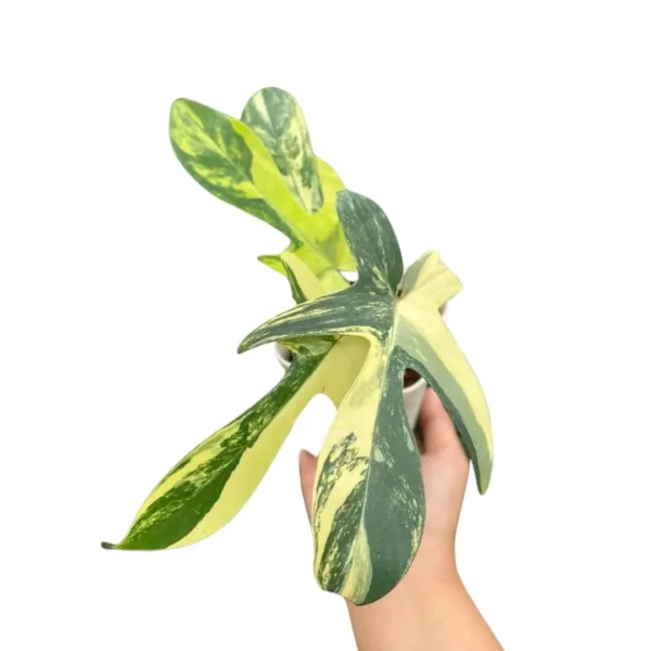 Florida Beauty Philodendron