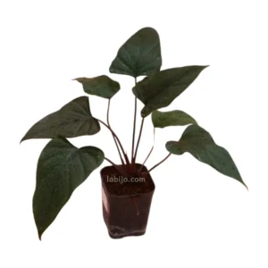 Homalomena Dark Metallic