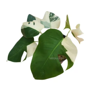 Monstera Albo Var