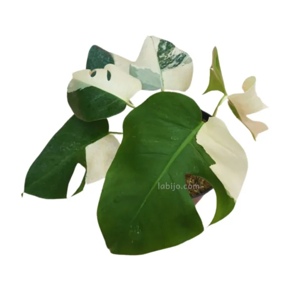 Monstera Albo Var