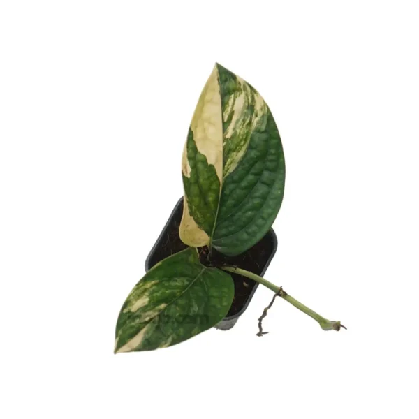Monstera Karstenianum with Varigated leaves