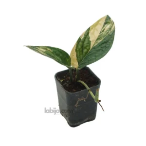 Monstera Peru Karstenianum Varigated plants with two leaves