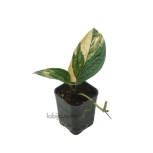 Monstera Peru Varigated with two leaves on