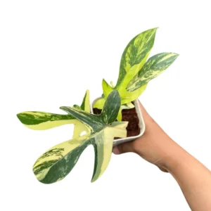 Philodendron Florida Beauty