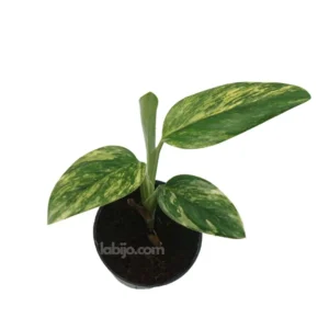 Monstera Standleyana Aurea