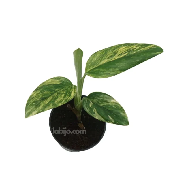 Monstera Standleyana Aurea Variegated - Image 2
