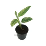 Monstera Standleyana Aurea Variegated with three leaves