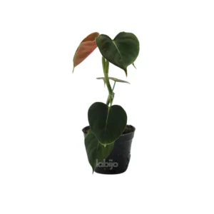Philodendron Lupinum