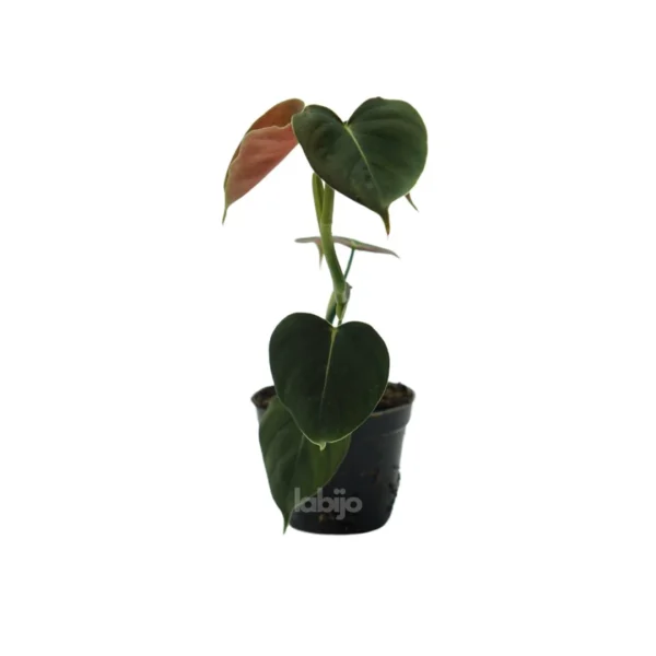 Philodendron Lupinum - Image 2
