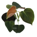 Philodendron Lupinum