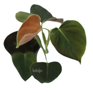Philodendron Lupinum