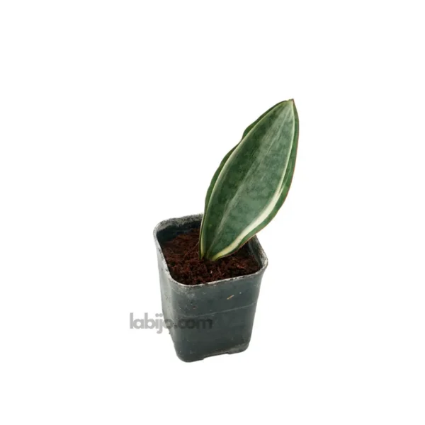 One leave of Variegated Whale Fin in the pot from side perspective