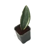 One leave Variegated Whale Fin in the pot from top perspective