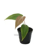 Anthurium Magnificum