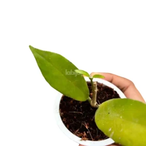 Hoya Kelud