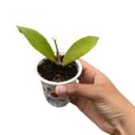 Hoya Sp Kelud
