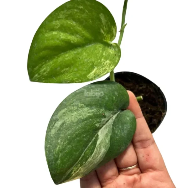 Scindapsus Jade Satin Var